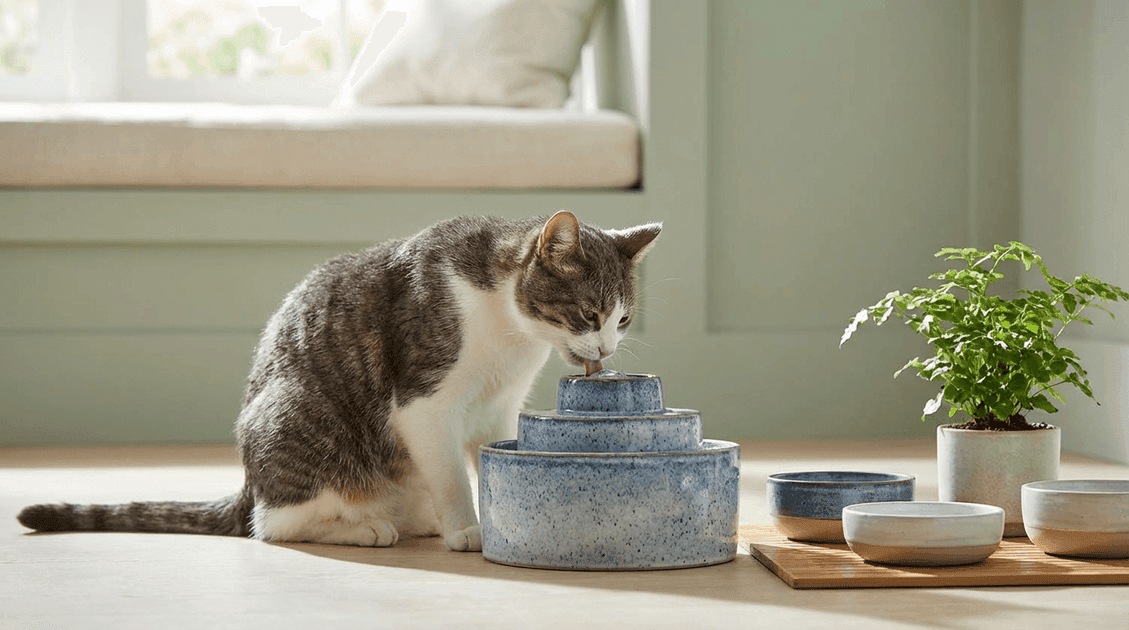 Feline Idiopathic Cystitis: Stress and Water