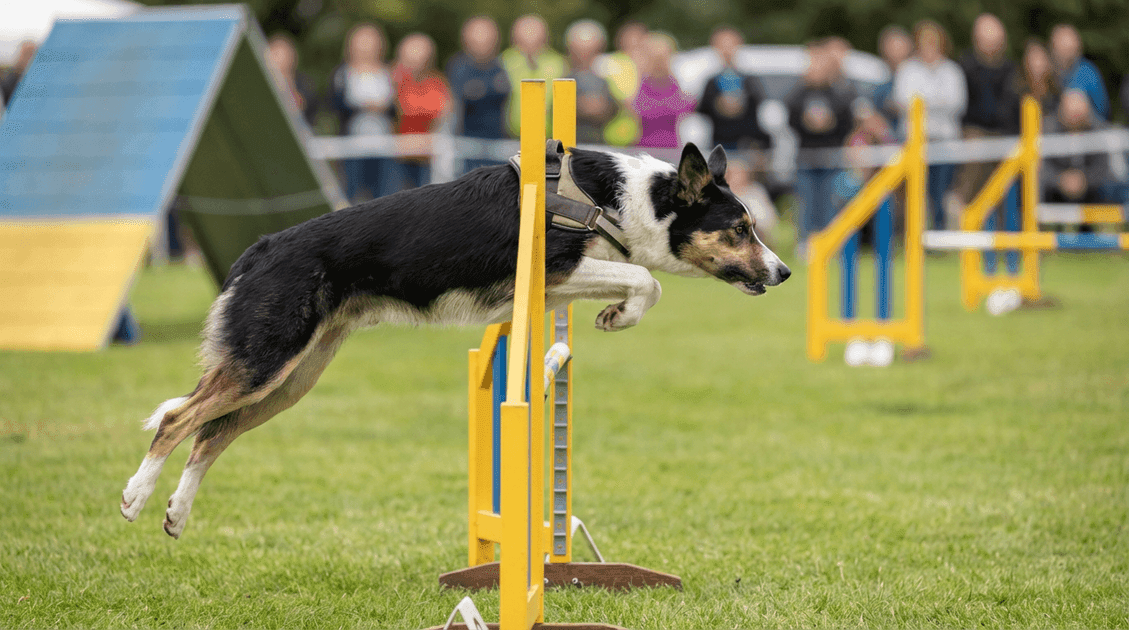 Working Dogs and Body Condition Score