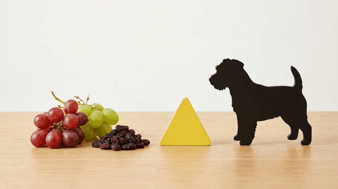 Grape and Raisin Toxicity in Dogs